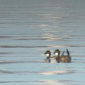 White-headed Duck