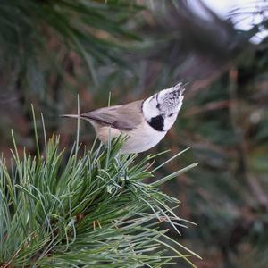 Crested Tit