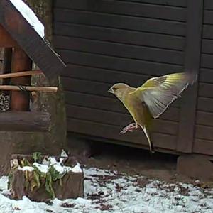 European Greenfinch