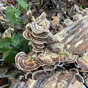 Turkey-tail