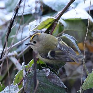 Goldcrest