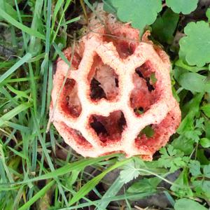 Red Cage Fungus