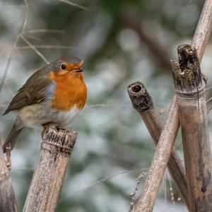 European Robin