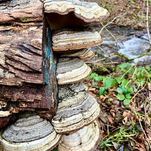 Tinder Polypore