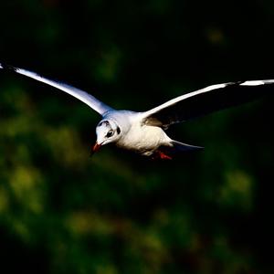 Black-headed Gull