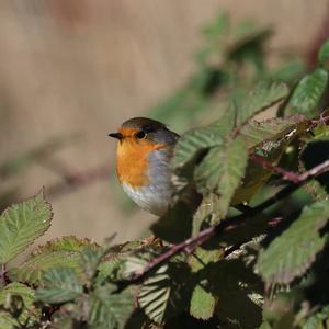 European Robin