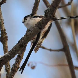 Long-tailed Tit