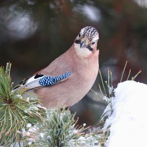 Eurasian Jay