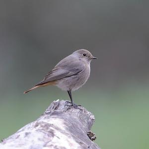 Black Redstart