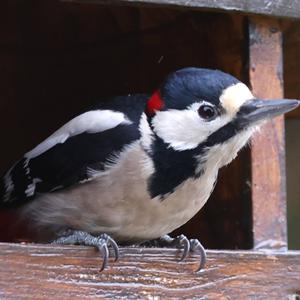 Great Spotted Woodpecker