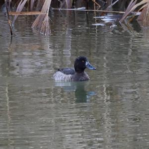 Tufted Duck