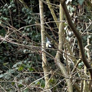 Great Tit