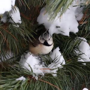 Crested Tit