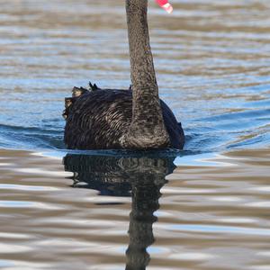 Black Swan