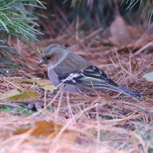 Eurasian Chaffinch