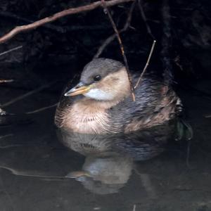 Little Grebe