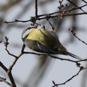 Blue Tit