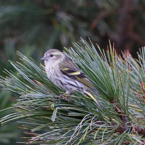 Eurasian Siskin