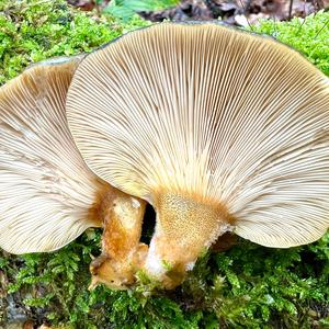 Late Fall Oyster