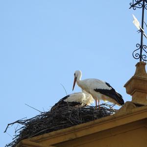 White Stork