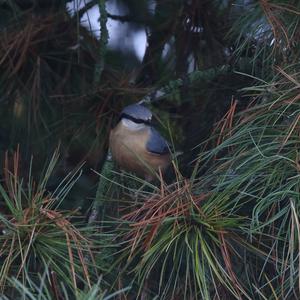 Wood Nuthatch