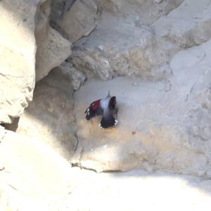 Wallcreeper