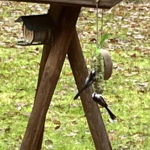 Long-tailed Tit