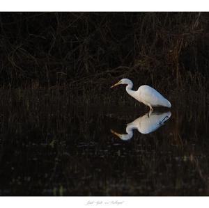 Great Egret