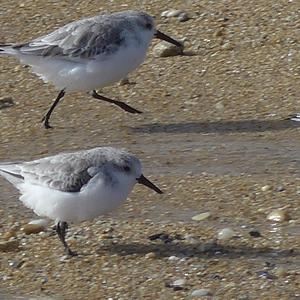 Sanderling