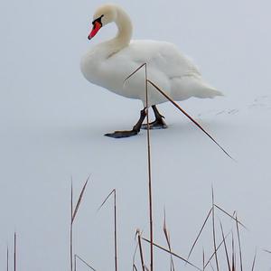 Mute Swan