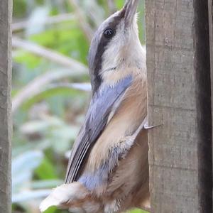 Wood Nuthatch