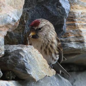 Common Redpoll