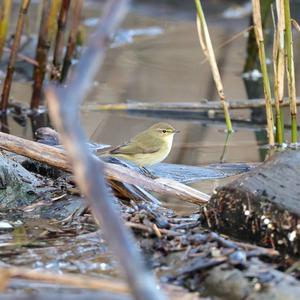 Common Chiffchaff