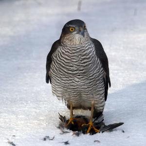 Eurasian Sparrowhawk