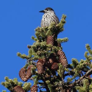 Spotted Nutcracker