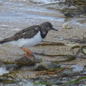 Ruddy Turnstone