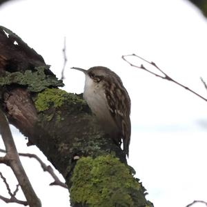 Short-toed Treecreeper