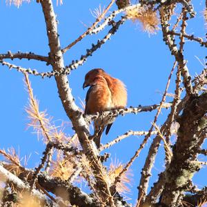 Red Crossbill