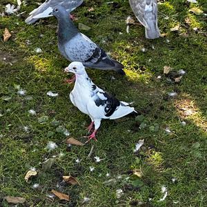 Stock Dove