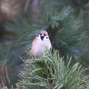 Eurasian Tree Sparrow