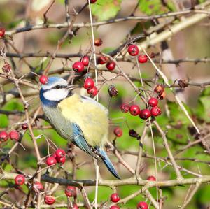 Blaumeise