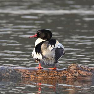 Common Merganser