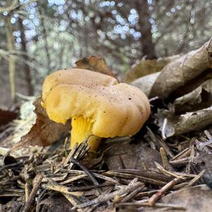 Chanterelle, Common