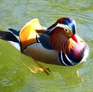 Mandarin Duck