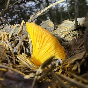 Chanterelle, Common