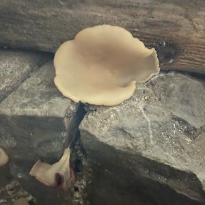 Unknown Species
