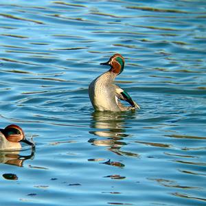 Common Teal