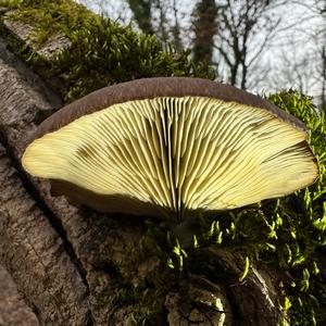 Oyster Mushroom