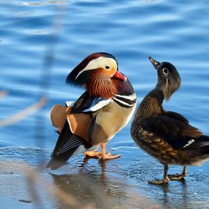 Mandarin Duck