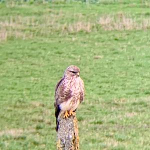 Mäusebussard